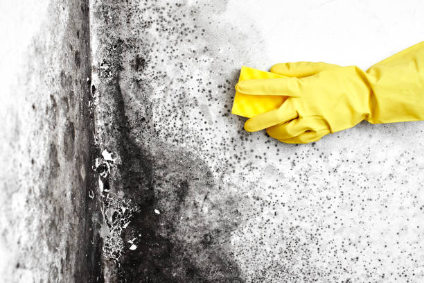 Best Black Mold Removal  in Everson, WA