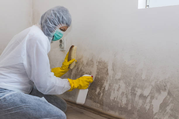 Best Mold Damage Repair  in Everson, WA