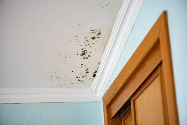 Best Home Mold Removal  in Everson, WA