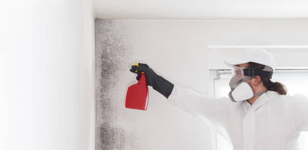 Best Local Mold Removal Service  in Everson, WA