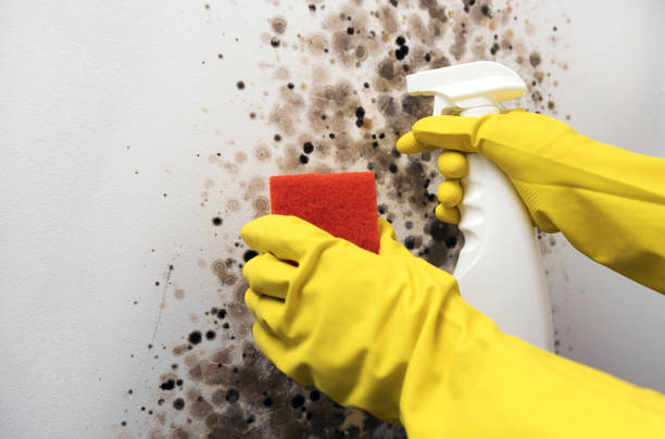 Best Office Mold Removal Services  in Everson, WA