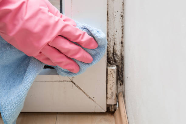 Best Commercial Mold Removal  in Everson, WA