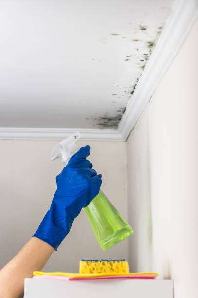 Best Residential Mold Removal  in Everson, WA