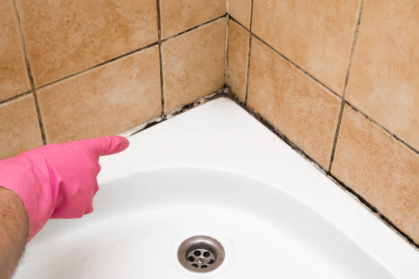 Best Certified Mold Removal  in Everson, WA